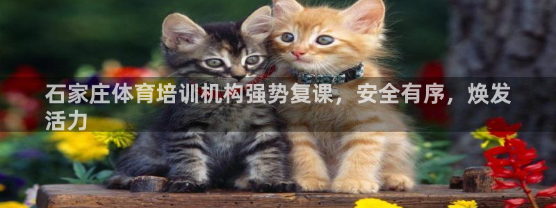 尊龙凯时官网入口：石家庄体育培训机构强势复课，安全有